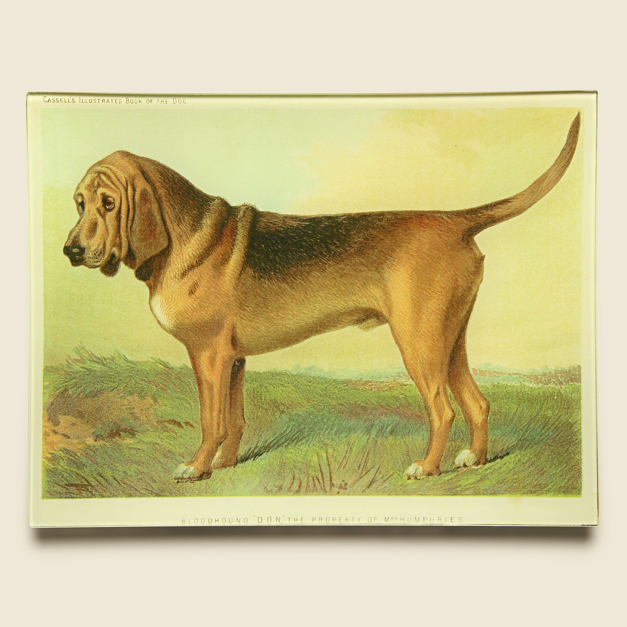 Bloodhound Tray - John Derian - STAG Provisions - Home - Art & Accessories - Tray