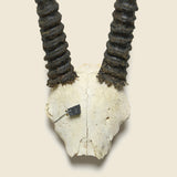 Taxidermy Gemsbock Mount - Vintage - STAG Provisions - One & Done - Miscellaneous
