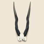 Taxidermy Kudu Mount - Vintage - STAG Provisions - One & Done - Miscellaneous