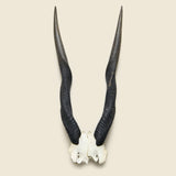 Taxidermy Kudu Mount - Vintage - STAG Provisions - One & Done - Miscellaneous