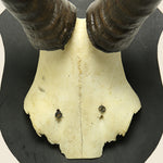 Mounted Horns - Kudu - Vintage - STAG Provisions - One & Done - Miscellaneous