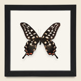 Framed Giant Swallowtail Butterfly - Vintage - STAG Provisions - One & Done - Miscellaneous