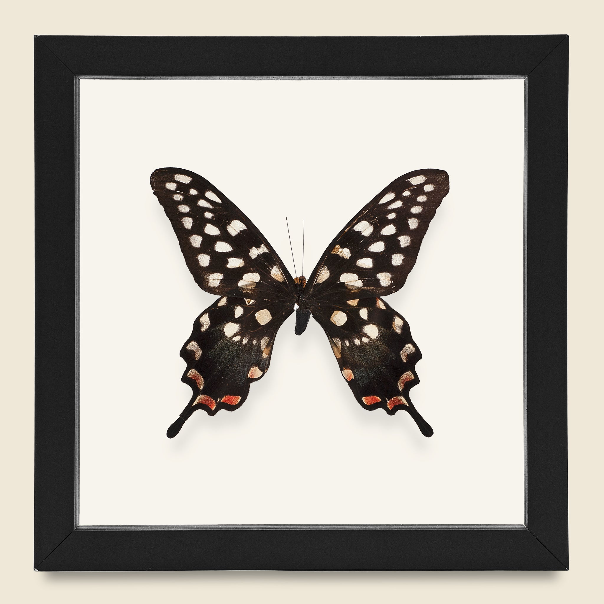 Framed Giant Swallowtail Butterfly - Vintage - STAG Provisions - One & Done - Miscellaneous