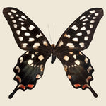 Framed Giant Swallowtail Butterfly - Vintage - STAG Provisions - One & Done - Miscellaneous