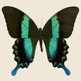Framed Peacock Swallowtail Butterfly - Vintage - STAG Provisions - One & Done - Miscellaneous